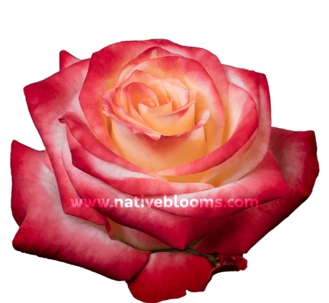 Cabaret роза эквадор фото