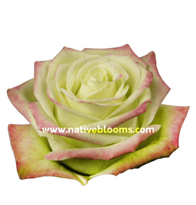 Green Roses Archives | Wholesale Ecuadorian Roses | Native Blooms