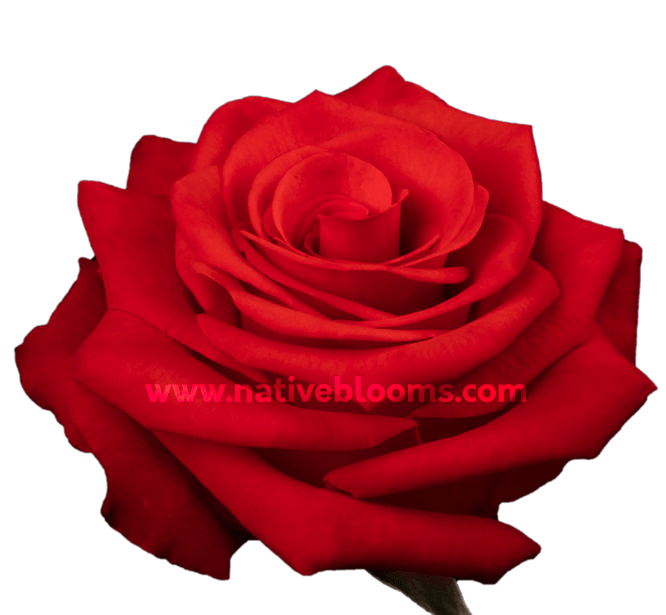 Nina Roses | Wholesale Ecuadorian Roses | Native Blooms