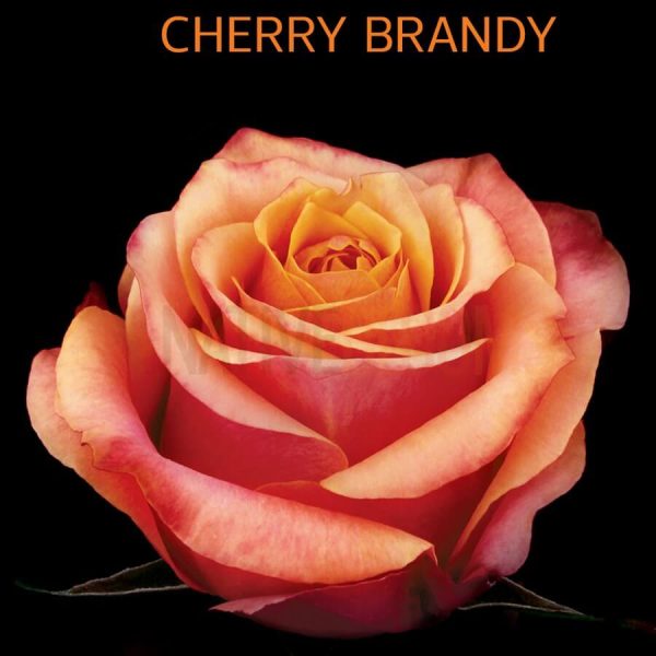 Cherry Brandy Roses