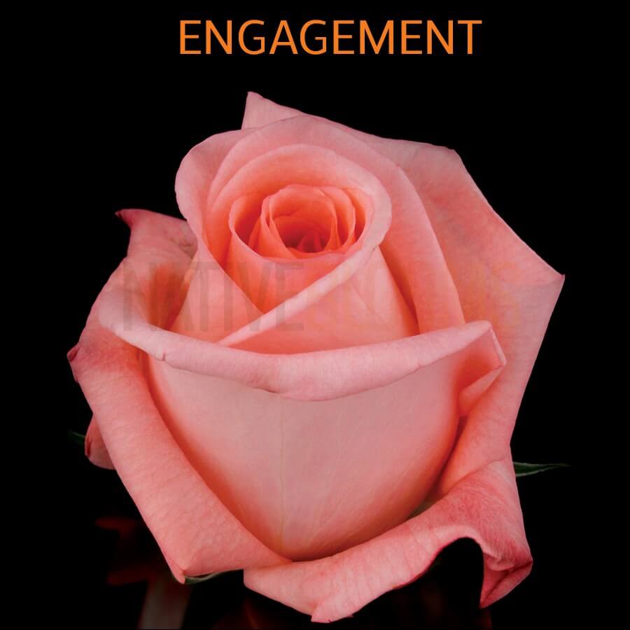 Engagement Roses | Wholesale Ecuadorian Roses | Native Blooms