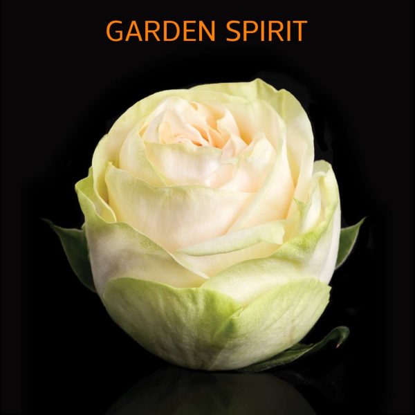 Garden Spirit Roses
