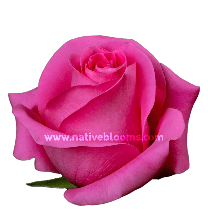 Cherry O Roses | Wholesale Ecuadorian Roses | Native Blooms