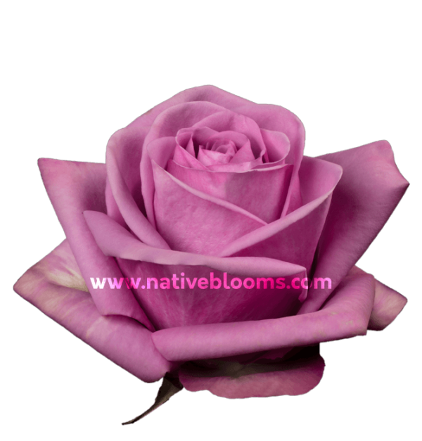Cool Water Roses