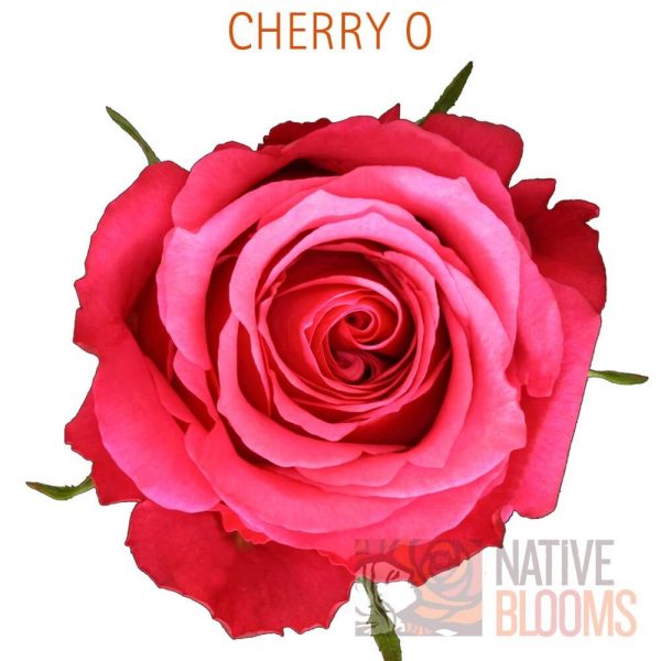 Cherry O Roses