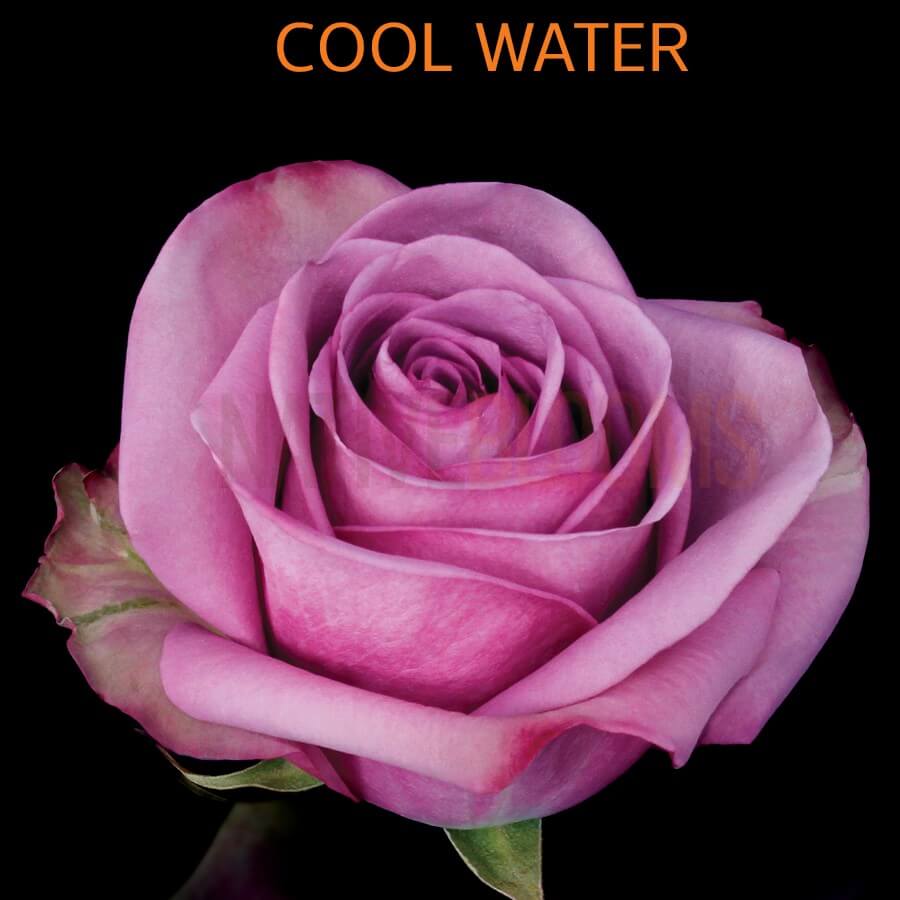 Cool Water Roses | Wholesale Ecuadorian Roses | Native Blooms