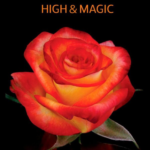 High & Magic Roses