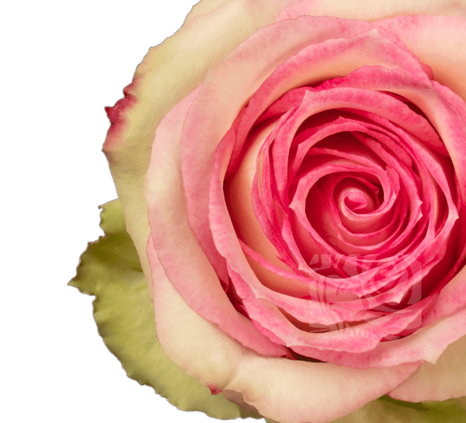 Esperance Roses | Wholesale Ecuadorian Roses | Native Blooms ...