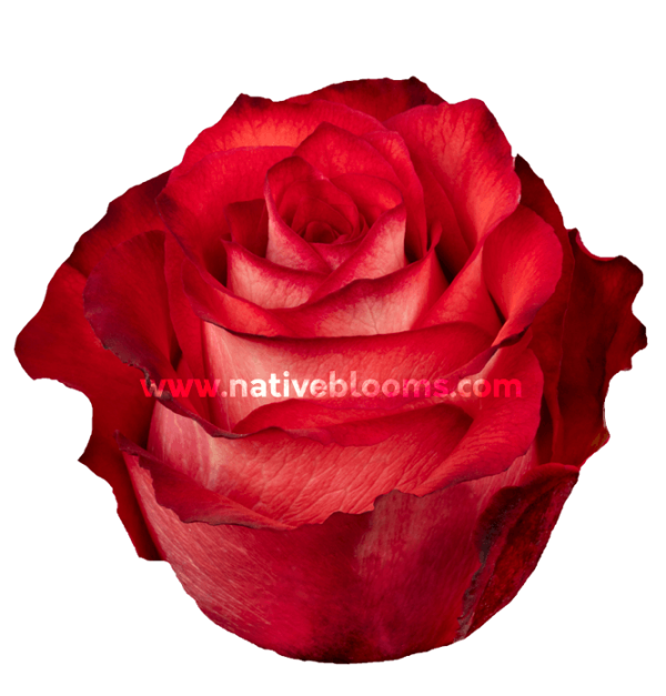 Iguana Roses