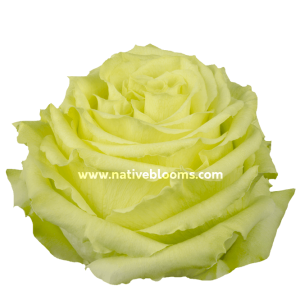 Lemonade Roses