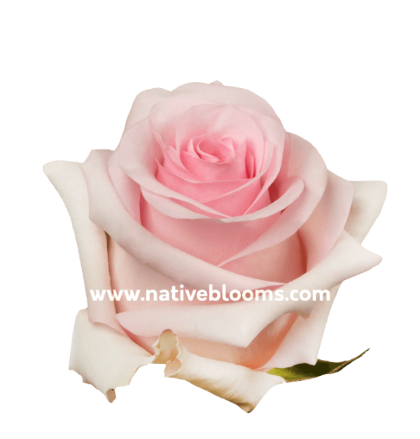 Nena Roses