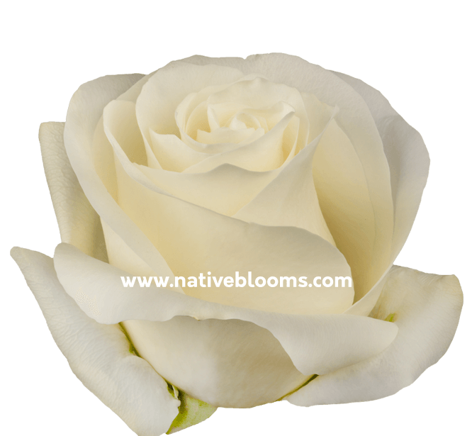 Proud Roses | Wholesale Ecuadorian Roses | Native Blooms » Wholesale ...