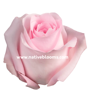Sweet Akito Roses