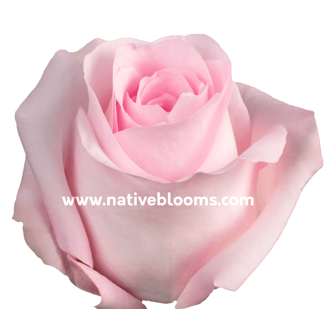 Sweet Akito Sweetheart Rose Wholesale Sweet Akito Sweetheart Roses ᐉ Bulk Sweet Akito Sweetheart