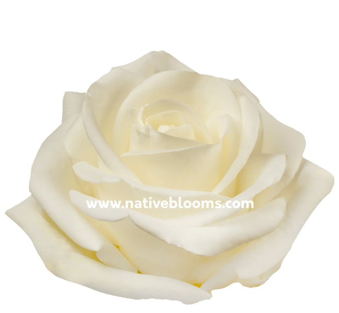 Tibet Roses | Wholesale Ecuadorian Roses | Native Blooms » Wholesale ...