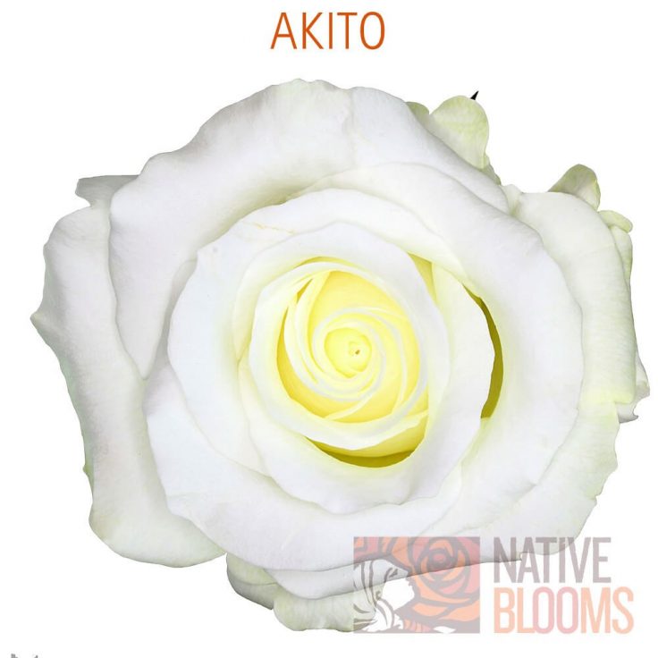 Akito Roses | Wholesale Ecuadorian Roses | Native Blooms