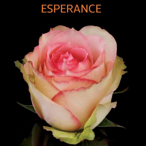 Esperance Roses