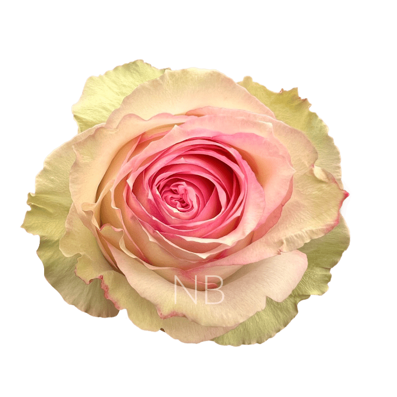 Queen’s Crown Roses