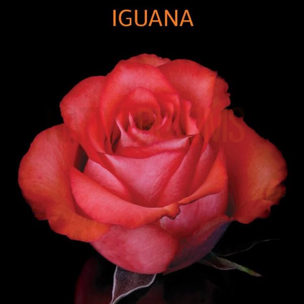 Iguana Roses