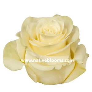 Mondial Roses