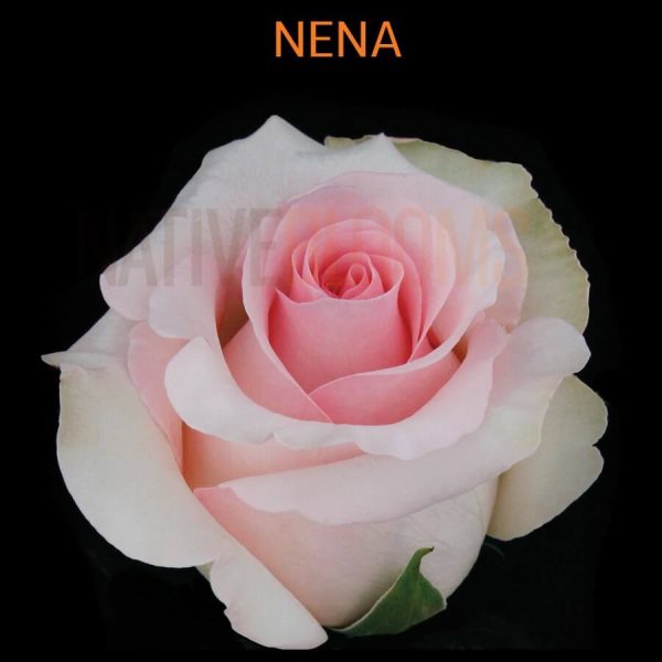Nena Roses