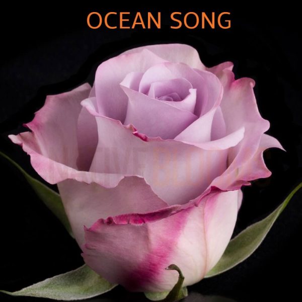 Ocean Song Roses
