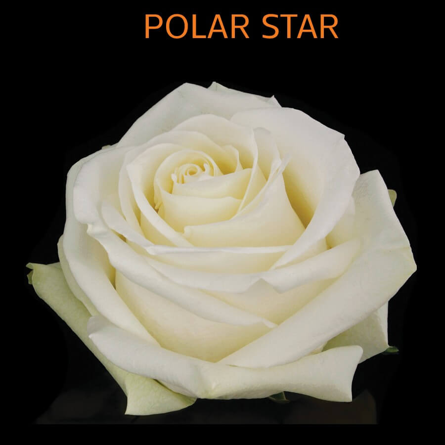 Polar Star Roses | Wholesale Ecuadorian Roses | Native Blooms