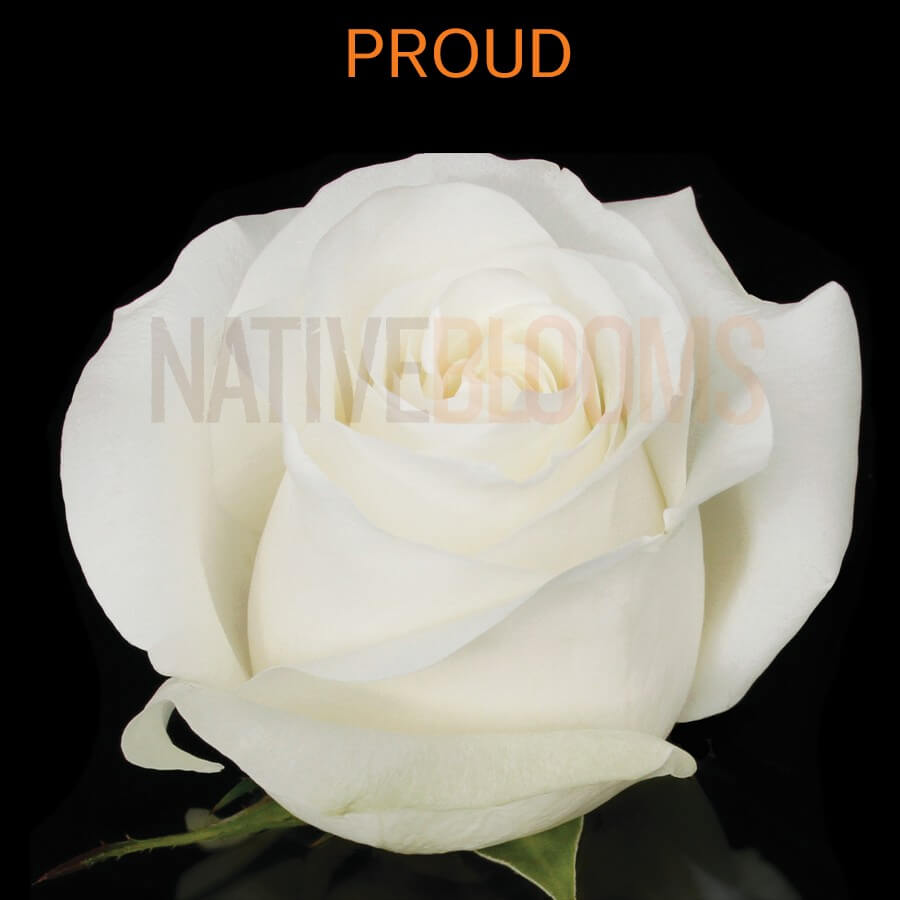 Proud роза эквадор