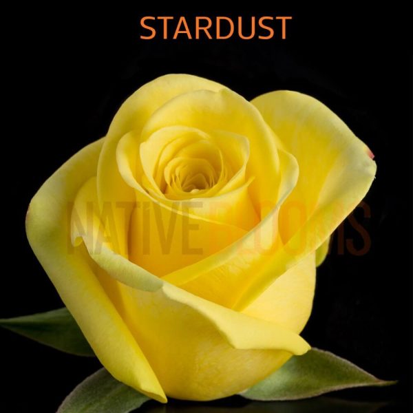 Stardust Roses
