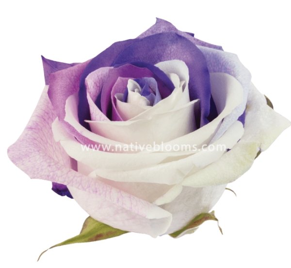Berry Tinted Rose