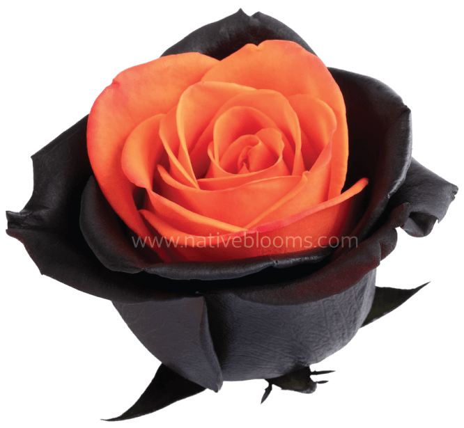 Bewitched Tinted Roses
