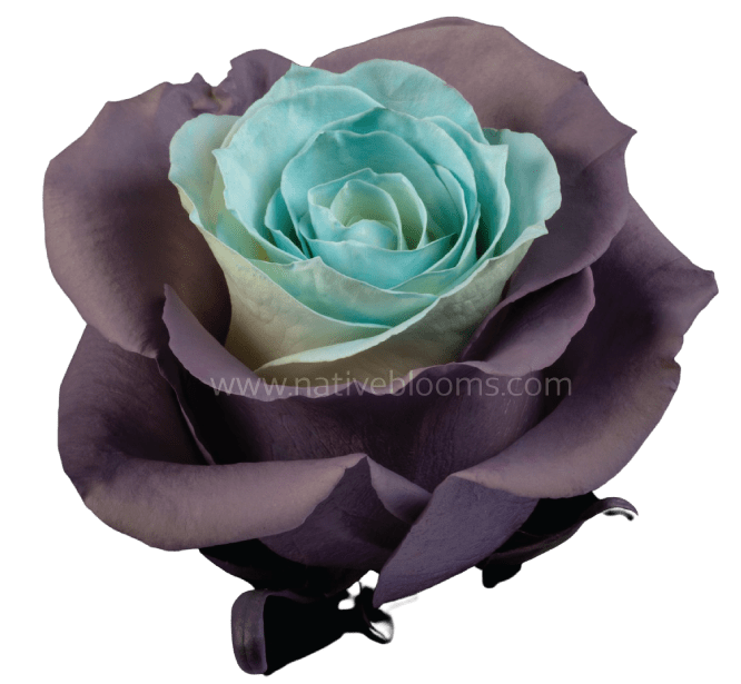 Blue Lavender Tinted Roses