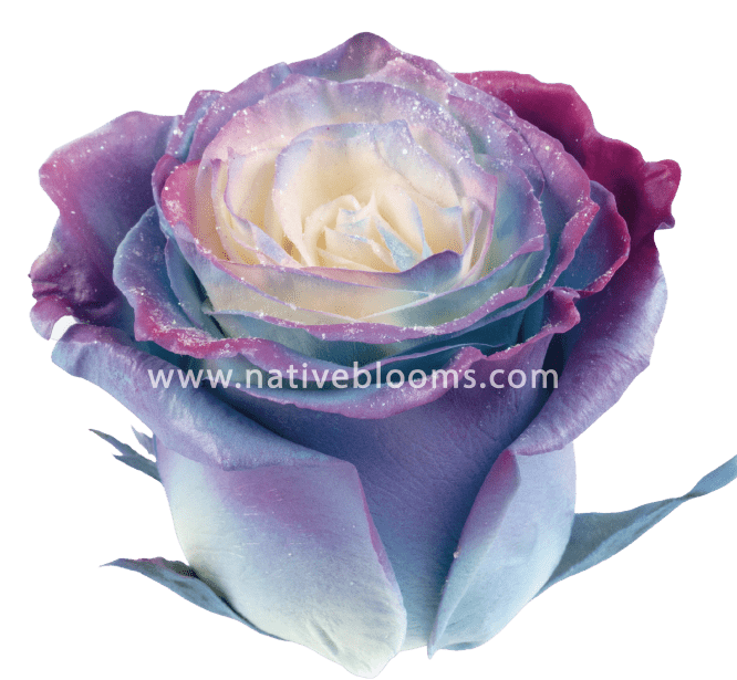 Blue Cosmic Dyed Roses