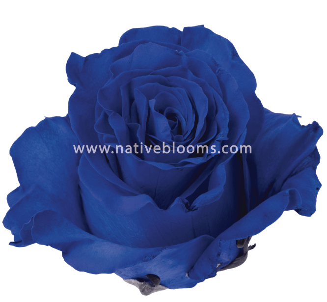 Dark Blue Tinted Roses