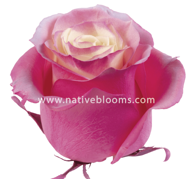 Enchanted Pink Tinted Roses