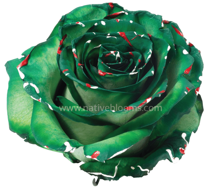 Christmas Confetti Tinted Roses