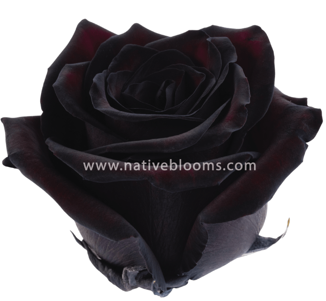 Blackjack Tinted Roses