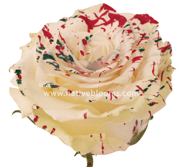 White Mistletoe Tinted Roses