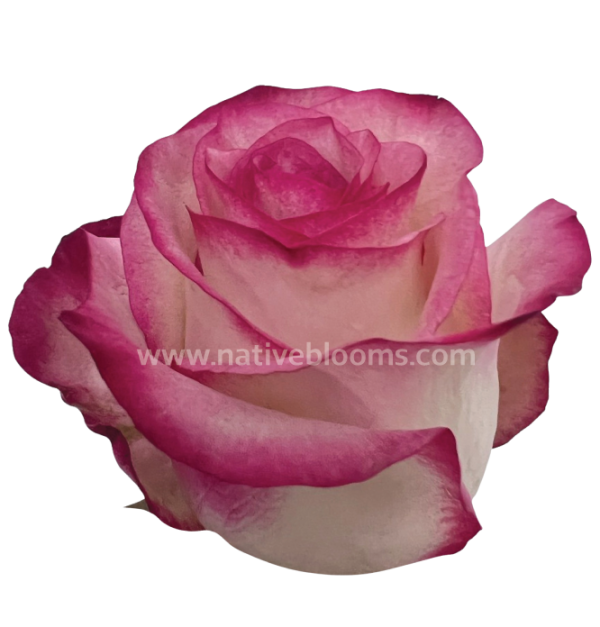paloma-roses