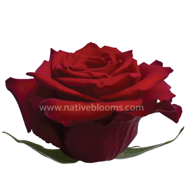 born-free-roses