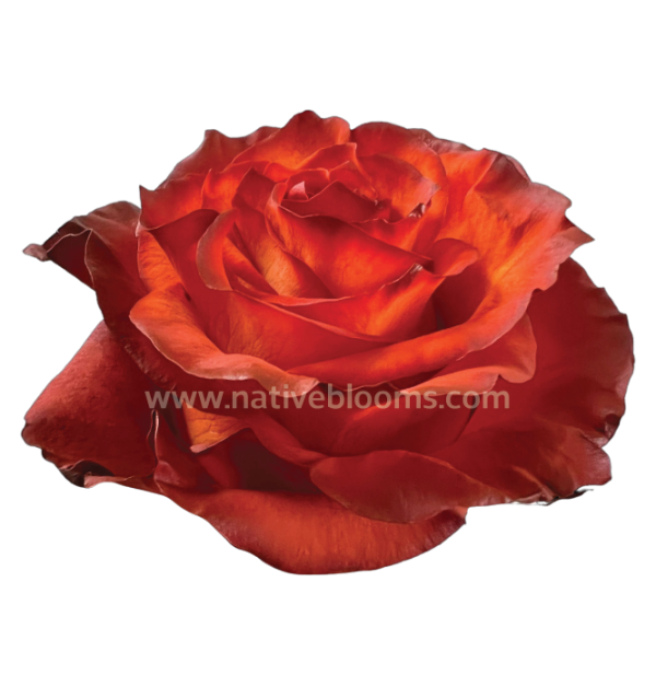 Chestnut Tinted Roses
