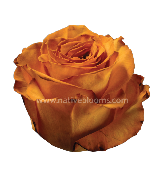 Golden Fall Dyed Roses
