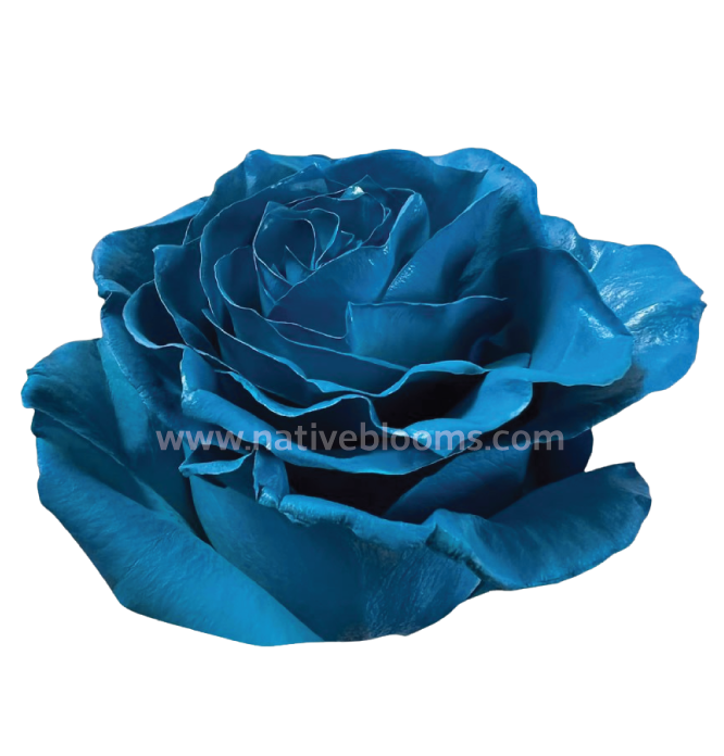 Light Blue Dyed Roses