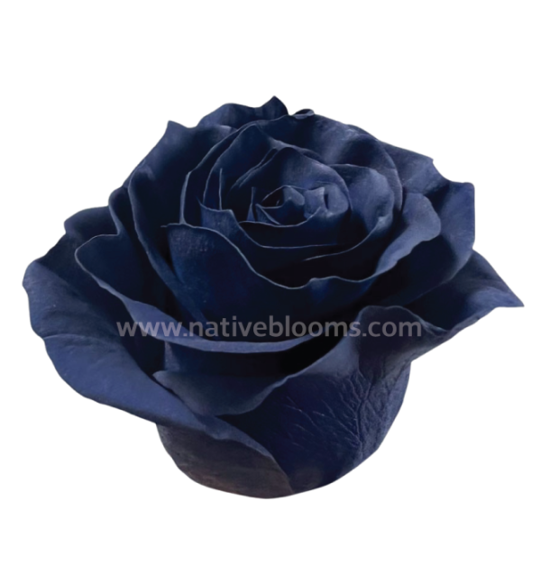 navy-blue-tinted-roses