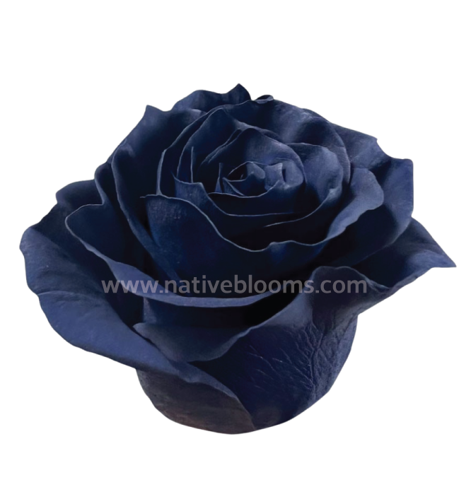 Navy Blue Dyed Roses
