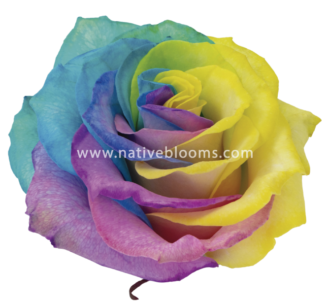 Pastel Rainbow Dyed Roses