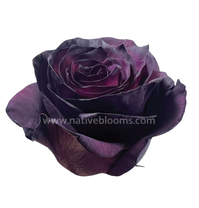 Royal Purple Dyed Roses