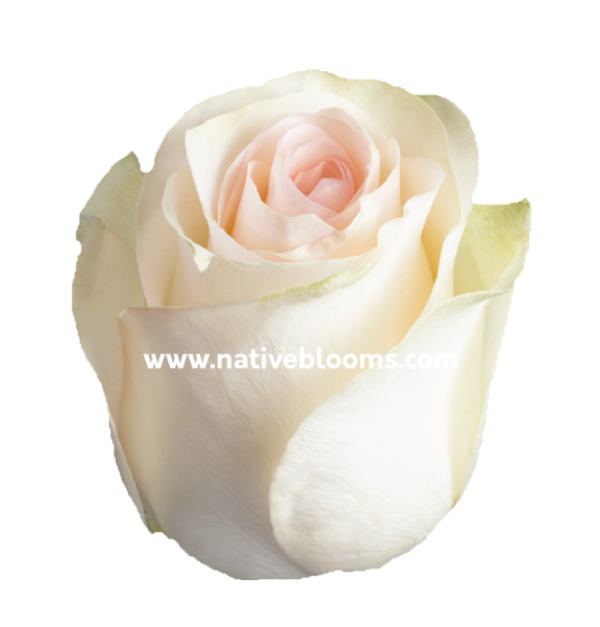 senorita-pink-roses