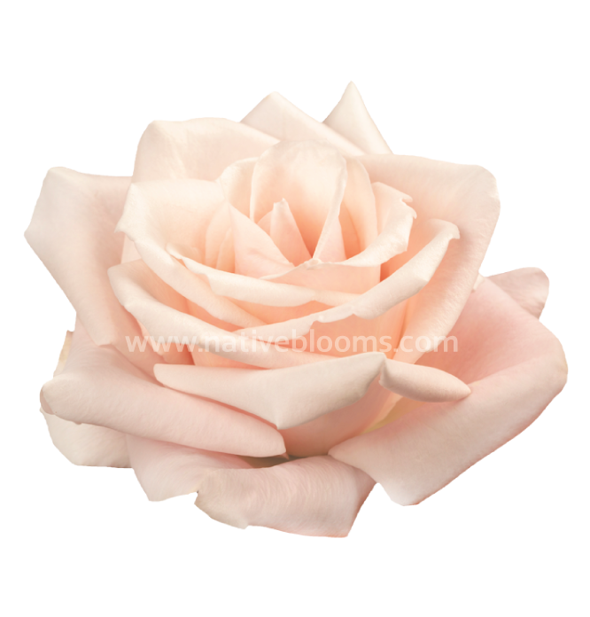 sweet-escimo-roses