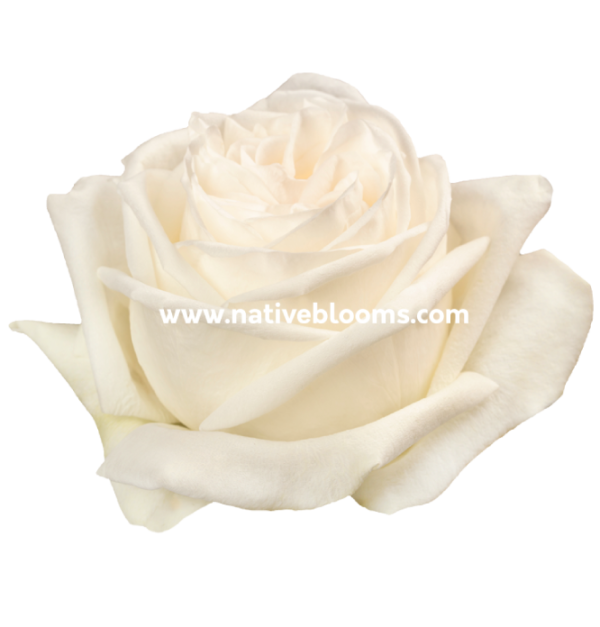 white ohara roses